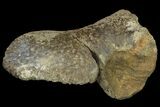 Fossil Hadrosaur Astragalus - Alberta (Disposition #-) #134521-1